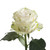 Painted Clover Confetti Roses - 50 Cm - Fresh Cut Flowers - 50 Stems - By Bloomingmore