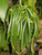 Vanilla Products Usa 10 Extract Grade B Vanilla Beans 4~5 Inches