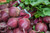 Beet Root Powder, 14 Pounds — Raw, Vegan, Kosher — By Food To Live