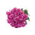 Painted Shirley Confetti Roses 50 Cm - Fresh Cut - 50 Stems