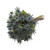 Blue Lagoon Eryngium - Fresh Cut - 50 Stems
