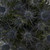 Blue Lagoon Eryngium - Fresh Cut - 50 Stems