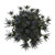 Blue Lagoon Eryngium - Fresh Cut - 50 Stems