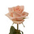 Peach Roses Gift 40 Cm - Fresh Cut - 24 Stems