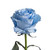 Painted Whisper Roses 50 Cm - Fresh Cut - 100 Stems