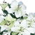 28 Blooms Of White Color Asiatic Lilies 8 Stems- Beautiful Fresh Cut Flowers- Express Delivery