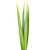 Green Flax Leaves 50 Cm - Fresh Cut - 200 Stems