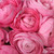 Pink Ranunculus - 30-40 Cm - Fresh Cut Flowers - 300 Stems - By Bloomingmore