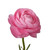 Pink Ranunculus - 30-40 Cm - Fresh Cut Flowers - 300 Stems - By Bloomingmore