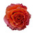 Garden Rose Free Spirit 36 Stems Of 40 Cm Orange Farm Direct Fresh Cut Flowers By Bloomingmore
