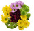 Fresh-cut Assorted Mums Flower Bunch, 6 Stems Minimum, Colors Vary