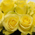 50 Stems Of Minion Yellow Rose- Fresh Flower Delivery