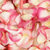 3500 Bi-color Rose Petals- Beautiful Fresh Cut Flowers- Express Delivery