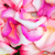 3500 Bi-color Rose Petals- Beautiful Fresh Cut Flowers- Express Delivery