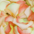 3500 Bi-color Rose Petals- Beautiful Fresh Cut Flowers- Express Delivery