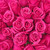 Hot Pink Roses 40 Cm - Fresh Cut - 125 Stems