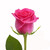 Hot Pink Roses 40 Cm - Fresh Cut - 125 Stems