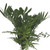 Sun Mixed Greens Bouquet 5 Pack Of Farm Direct Fresh Cut Flower Bouquets Of Mixed Greenery By Bloomingmore