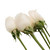 Roses 50 Farm Direct Fresh Cut White Do It Yourself Prewired Wired Roses By Bloomingmore