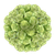 100 Stems Of Green Roses- Fresh Flower Delivery