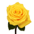 "globalrose 50 Yellow Roses - Fresh Flowers For Birthdays, Weddings Or Anniversary"