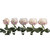 "painted Ice Cream Confetti" Roses - 50 Cm - Fresh Cut Flowers - 50 Stems - By Bloomingmore