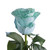 Painted Aqua Marine Roses 50 Cm - Fresh Cut - 50 Stems
