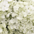 15 White Mini Hydrangea Flowers- Beautiful Fresh Cut Flowers- Express Delivery