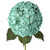 Hydrangeas 15 Stems Of Airbrushed Light Aqua Farm Direct Fresh Cut Flowers By Bloomingmore