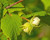 Raw Turkish Hazelnuts, Non-gmo Verified, 1 Pound — Kosher, Vegan — By Food To Live