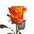 "painted Hazel Confetti" Roses - 50 Cm - Fresh Cut Flowers - 50 Stems - Orange Roses - By Bloomingmore