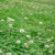 Outsidepride White Dutch Clover Seed: Nitro-coated, Inoculated - 1/4 Lb
