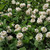 Outsidepride White Dutch Clover Seed: Nitro-coated, Inoculated - 1/4 Lb