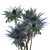 Blue Lagoon Eryngium - Fresh Cut - 90 Stems