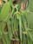 25 Tahitian Extract Grade B Vanilla Beans 4~6" By Vanilla Products Usa