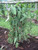 25 Tahitian Extract Grade B Vanilla Beans 4~6" By Vanilla Products Usa