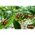 Yaucono Whole Bean Coffee In Bag, 2 Pound (pack Of 1)