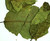 Graviola Soursop Whole Leaves