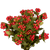 30 Stems Of Cherry Hypericum Flowers 30 Stems- Beautiful Fresh Cut Flowers- Express Delivery