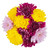 Fresh-cut Jumbo Mums Flower Bunch, Colors Vary