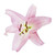 Assorted Colors Oriental Lilies - Fresh Cut Flowers - 20 Stems - Pink, Red, Yellow, White - By Bloomingmore