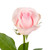 Light Pink Roses 50 Cm - Fresh Cut Flowers - 50 Stems