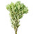 Variegated Pittosporum - Fresh Cut - 150 Stems