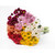 Assorted Colors Daisies - Fresh Cut - 60 Stems