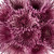 Pink Spider Mums - Fresh Cut - 50 Stems