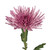 Pink Spider Mums - Fresh Cut - 50 Stems