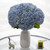 Hydrangeas Jumbo 12 Stems Of Blue Farm Direct Fresh Cut Flowers By Bloomingmore