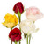 Assorted Colors - Roses - 50 Cm - Fresh Cut Flowers - 125 Stems - By Bloomingmore