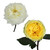 Garden Roses 36 Stems Of White & Yellow Farm Direct Fresh Cut Flowers By Bloomingmore