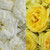 Garden Roses 36 Stems Of White & Yellow Farm Direct Fresh Cut Flowers By Bloomingmore